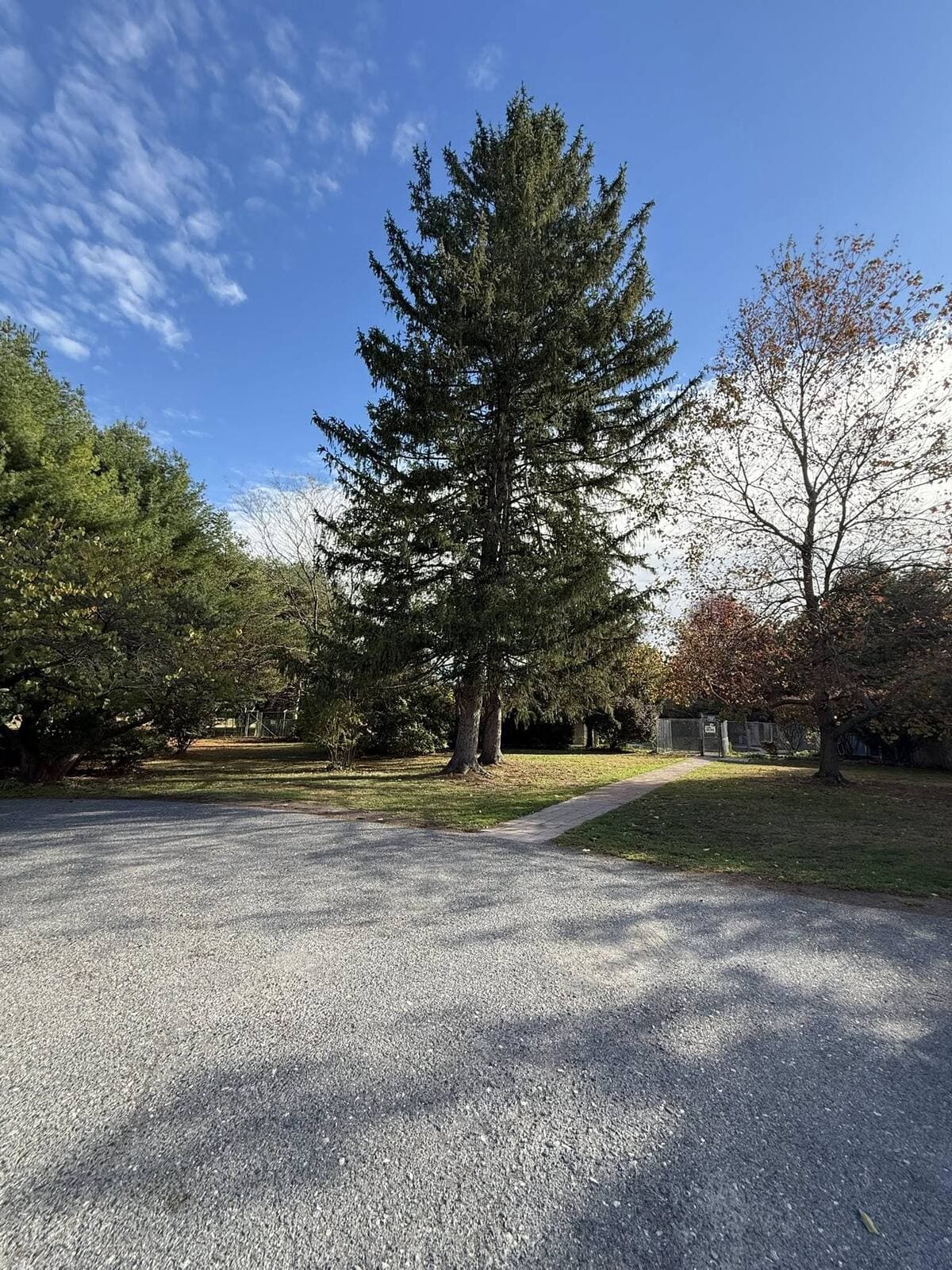 Spruce removal in Saylorsburg PA — before
